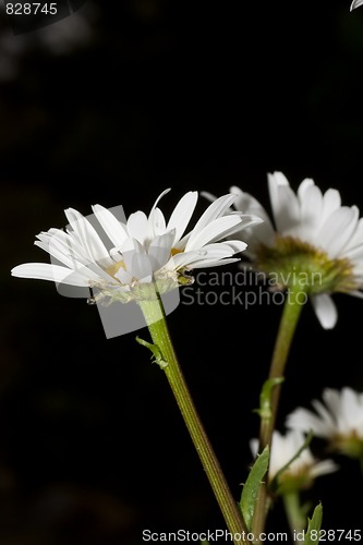 Image of daisy
