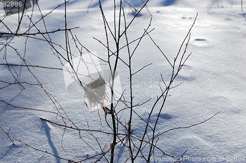 Image of bird nest