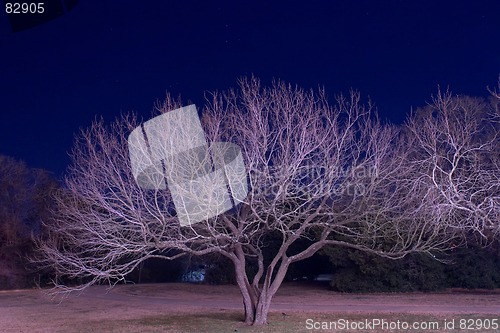 Image of Glowing tree