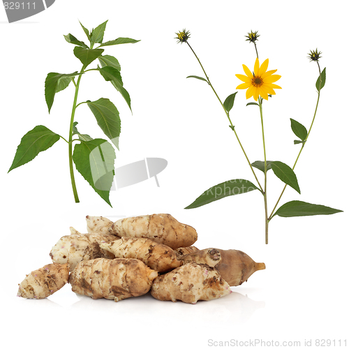 Image of Jerusalem Artichoke 