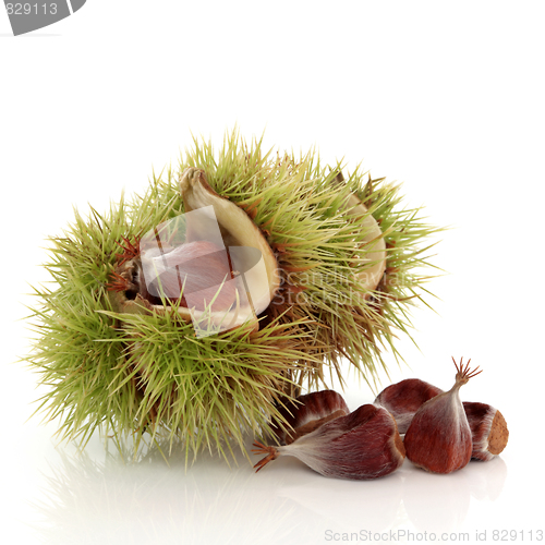 Image of Beech Nuts
