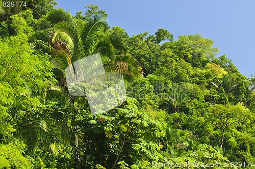 Image of Tropical jungle background