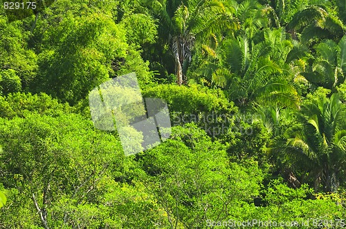 Image of Tropical jungle background