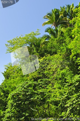 Image of Tropical jungle background