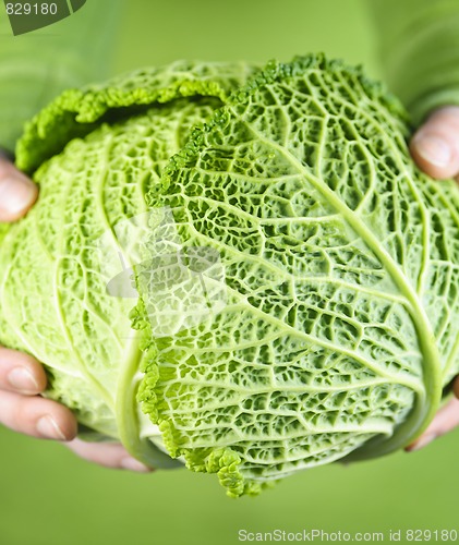 Image of Hands holding green cabbage head