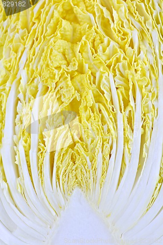 Image of Closeup of half sliced chinese cabbage head