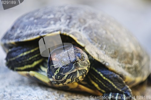 Image of Red eared slider turtle