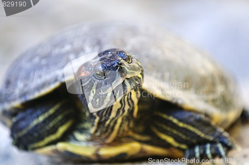 Image of Red eared slider turtle