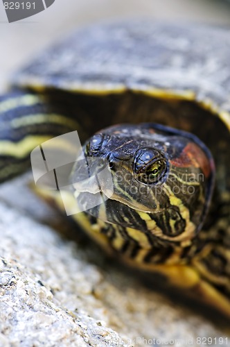 Image of Red eared slider turtle
