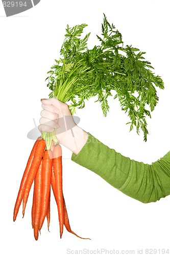 Image of Hand holding carrots