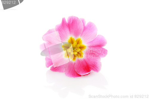 Image of primula flower