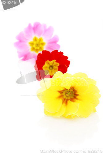 Image of primula flowers