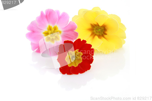 Image of primula flowers