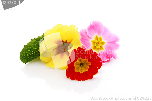 Image of primula flowers