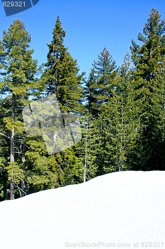 Image of Evergreen trees
