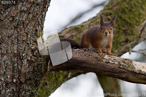 Image of squirrl