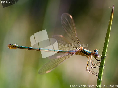 Image of Dragonfly