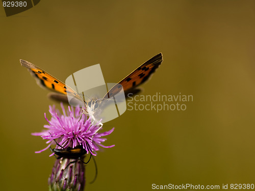 Image of Butterfly