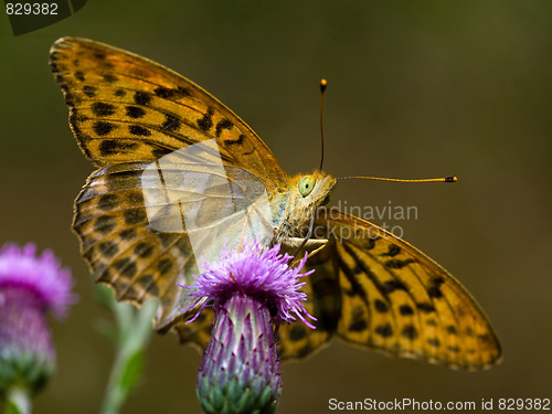 Image of Butterfly