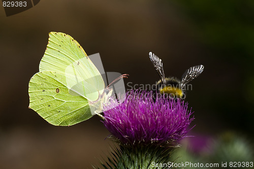 Image of Butterfly