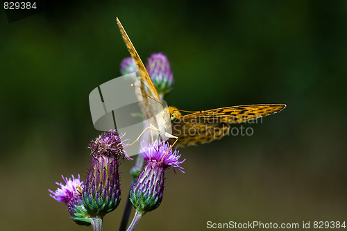 Image of Butterfly