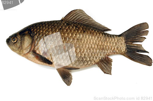 Image of fish