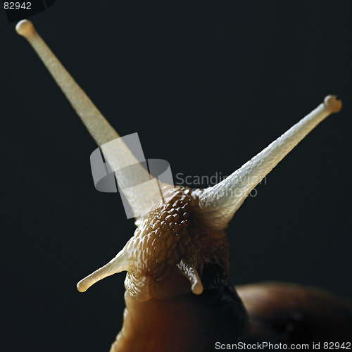 Image of snail
