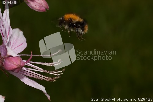 Image of Flying bumble bee