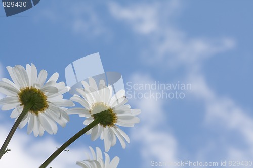 Image of Daisies