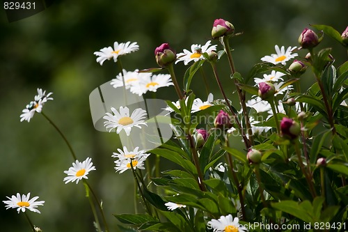 Image of Summer flowers