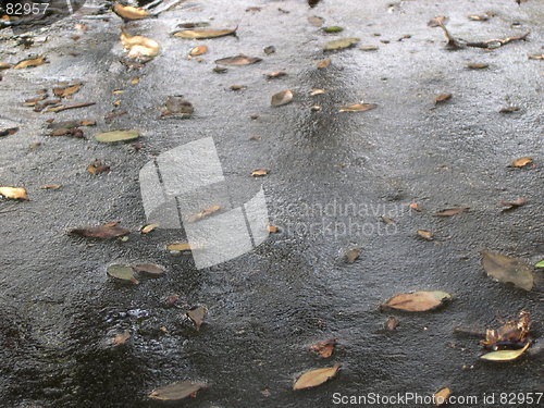 Image of Leaves on a frozen pond