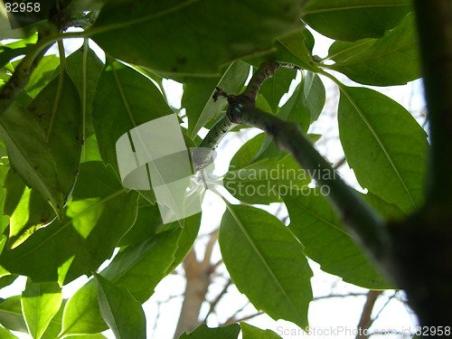 Image of Underneath the foliage