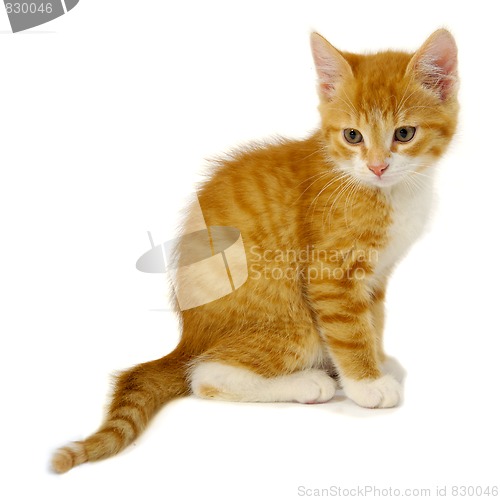 Image of Red cat