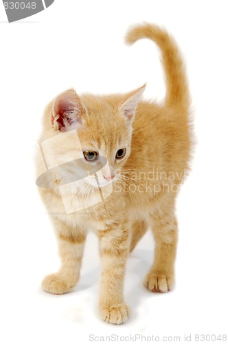 Image of Kitten