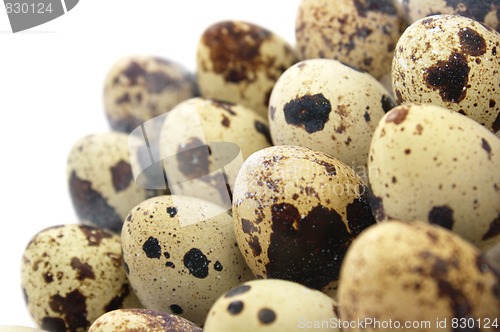 Image of Quail eggs
