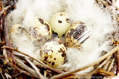 Image of Quail eggs in nest