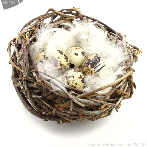 Image of Quail eggs in nest