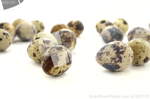 Image of Quail eggs