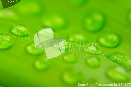 Image of Water drops on plant leaf