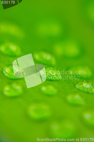 Image of Water drops on plant leaf