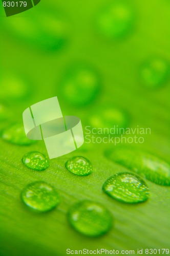 Image of Water drops on plant leaf