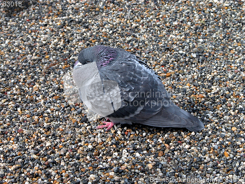 Image of Pigeon Trembling