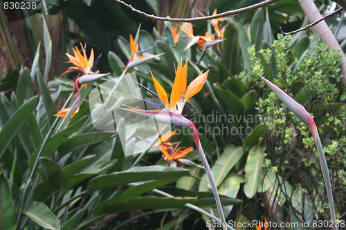 Image of Bird of Paradise Flowers
