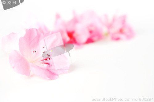 Image of Spring flowers