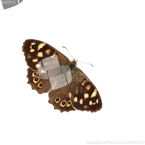 Image of Speckled Wood Butterfly