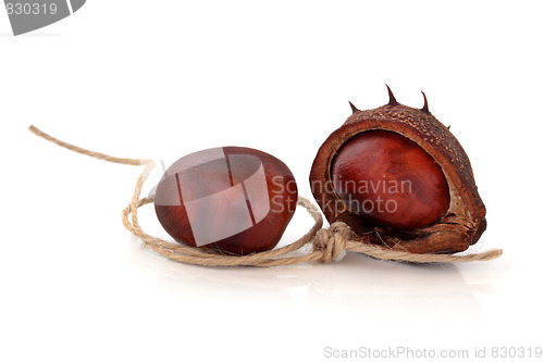 Image of Conkers