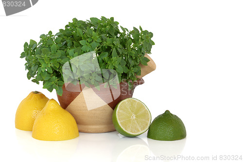 Image of Basil Herb with Lemon and Lime Fruit