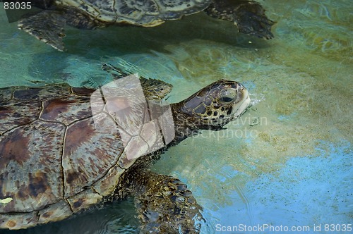 Image of Sea turtle