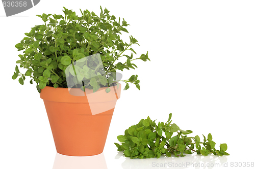 Image of Oregano Herb