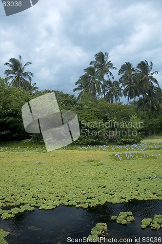 Image of Tropical pond